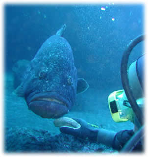 Mergulho Profissional