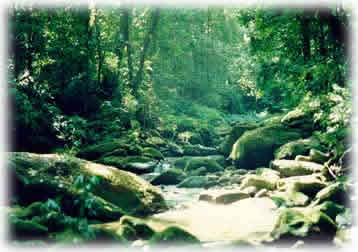 Mata Atlântica - Hotel Mar Caraguatatuba